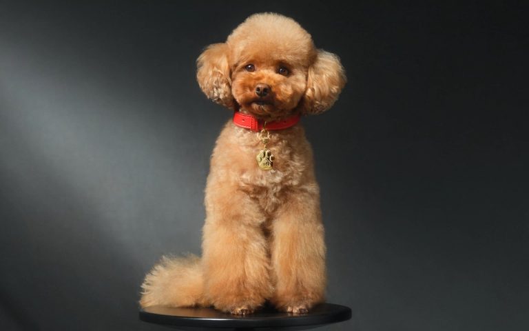 Dolce & Gabbana Fefé : le parfum de luxe pour chiens est arrivé