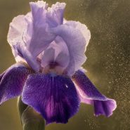 Gros plan macro sur une fleur d'iris violet mauve aux pétales veloutés, entourée d'un léger nuage de poudre dorée en suspension évoquant la diffusion d'un parfum poudré