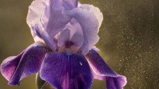 Gros plan macro sur une fleur d'iris violet mauve aux pétales veloutés, entourée d'un léger nuage de poudre dorée en suspension évoquant la diffusion d'un parfum poudré