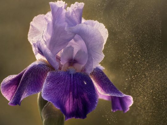 Gros plan macro sur une fleur d'iris violet mauve aux pétales veloutés, entourée d'un léger nuage de poudre dorée en suspension évoquant la diffusion d'un parfum poudré