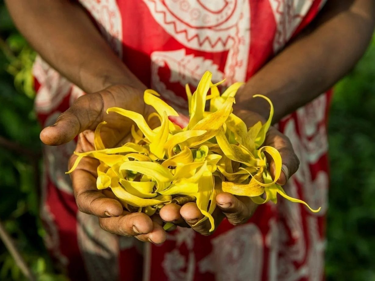 Mains ouvertes remplies de fleurs d'ylang-ylang fraîchement cueillies aux Comores