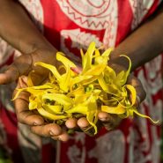 Mains ouvertes remplies de fleurs d'ylang-ylang fraîchement cueillies aux Comores