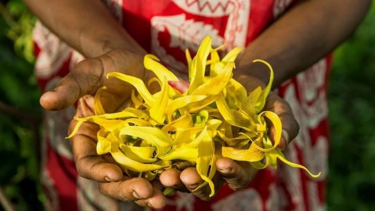 Mains ouvertes remplies de fleurs d'ylang-ylang fraîchement cueillies aux Comores